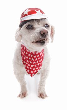 Bad biker dog wearing motorcycle helmet and a matching bandana growling or snarling