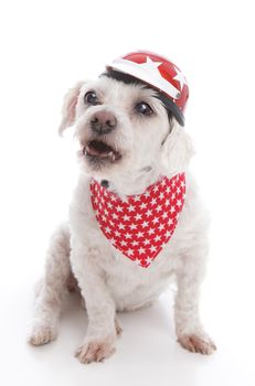 Tough biker dog wearing a red motorcycle helmet and bandana barking orders or being menacing.  White background.