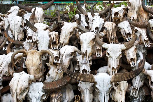 Buffalo skull in Temple of Thailand