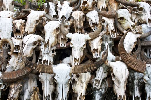 Buffalo skull in Temple of Thailand