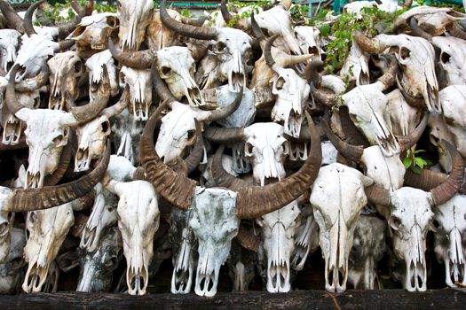 Buffalo skull in Temple of Thailand