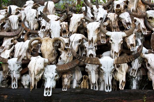 Buffalo skull in Temple of Thailand