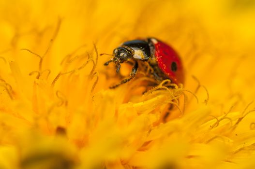 Ladybug