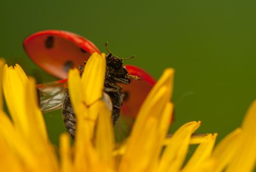 Ladybug