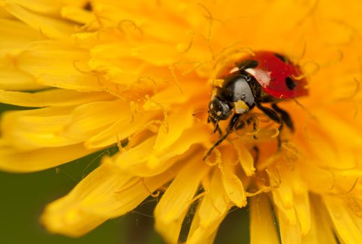 Ladybug