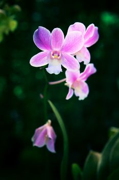close up of tropical purple orchid flowers with shallow depth of field and dark background in nature wild