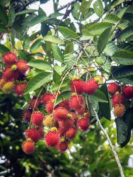 Fresh organic rambutan on tree in Chanthaburi, Thailand.