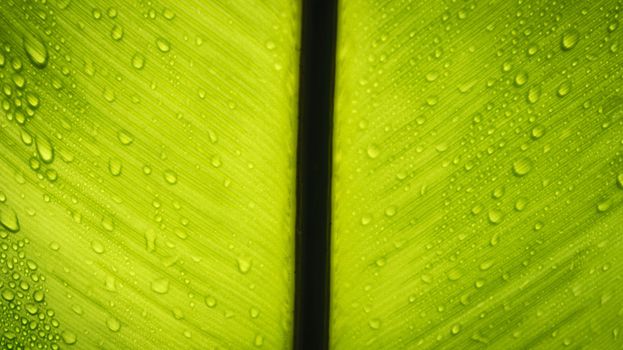 Texture of a green leaf with drops of water as background.