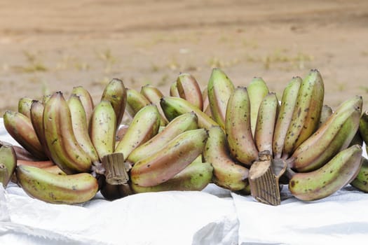 Purplish bananas are native species in local market in Thailand.Thai name "Otter Banana" with scientific name "Musa sp".
