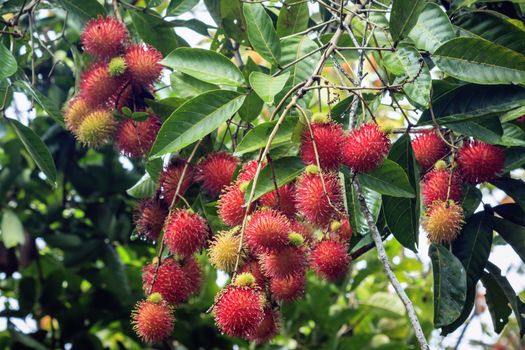 Fresh organic rambutan on tree in Chanthaburi, Thailand.