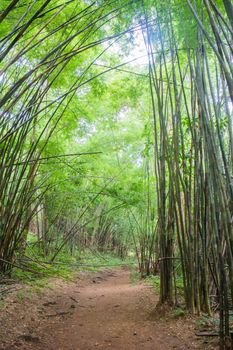 Bamboo forest