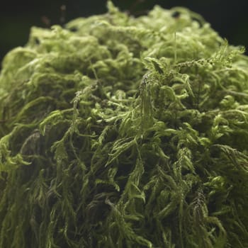 close up of a green ball of moss