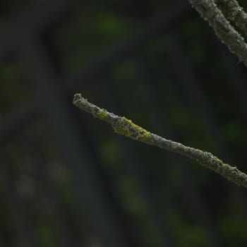 Close up of a branch with yellow moss