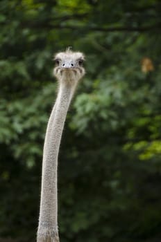 Closeup of Common Ostrich, Struthio camelus with head and neck