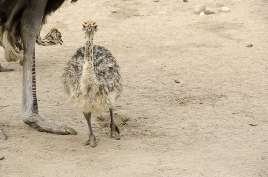 Small cute baby ostrich, Struthio camelus walking on sand