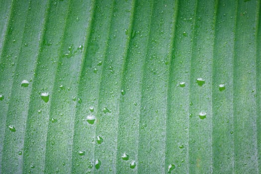 green banana leaf and water drops