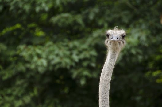 Closeup of Common Ostrich, Struthio camelus with head and neck