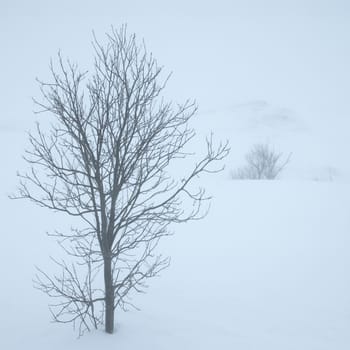 winter tree in the snow and ice