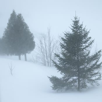 winter trees in cold snow and ice