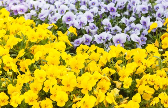 spring flowers