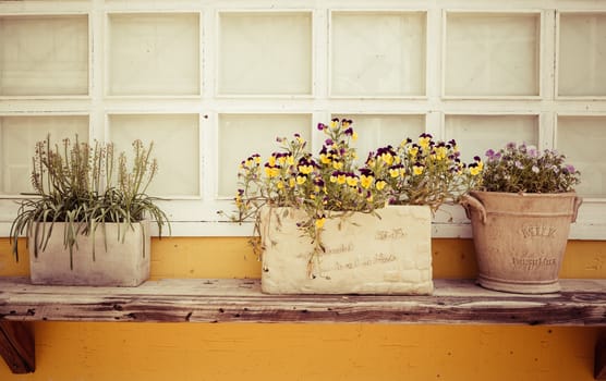 Window decorated with flower pots and flowers