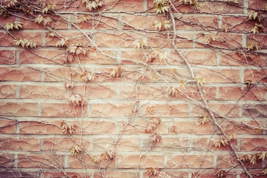 Brick wall and Ivy