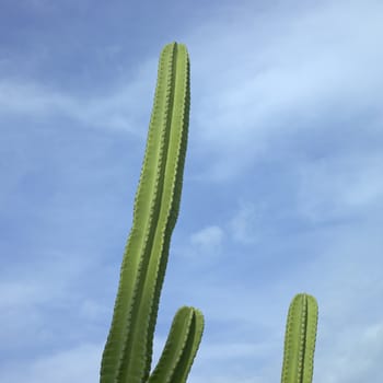 Large green cactus against the blue sky