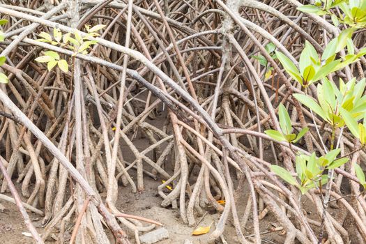 Mangrove tree roots