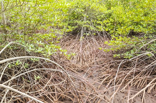 Mangrove Forest in Thailand