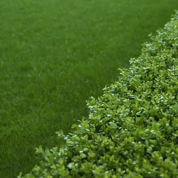 green hedge and grass close up