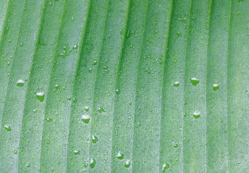 green banana leaf and water drops