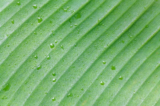 green banana leaf and water drops