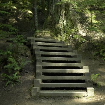 wooden steps in the forest