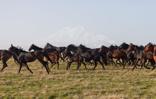 Herd of horses on a summer pasture. Caucasus, Karachay-Cherkessia