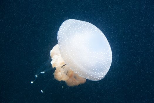 Beautiful poisonous jellyfish in water