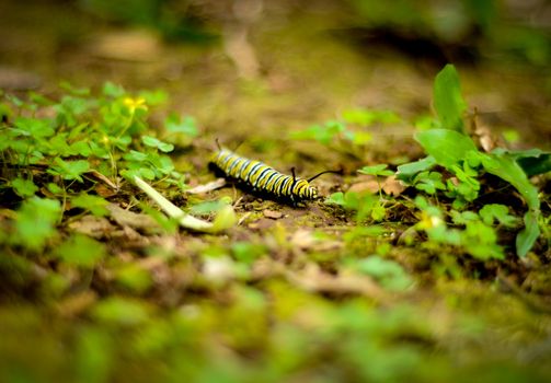 A Bright Yellow And Black Caterpiller On Jungle Floor (Shallow DoF)