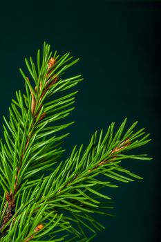 Christmas green spruce branch isolated on dark green background