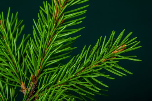 Christmas green spruce branch isolated on dark green background