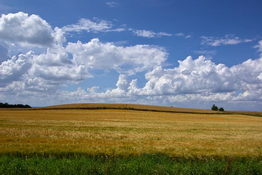Wheat field with beautiful clouds formation agriculture background image