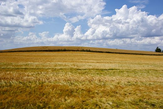 Wheat field with beautiful clouds formation agriculture background image
