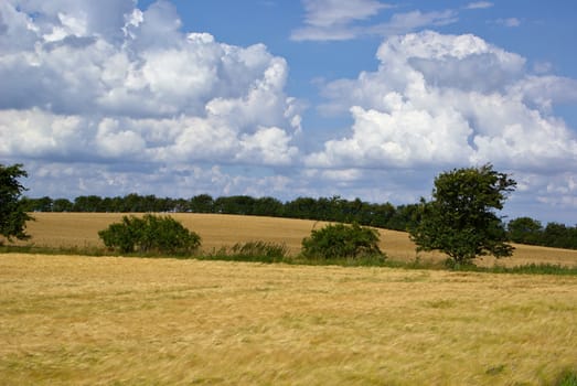 Wheat field with beautiful clouds formation agriculture background image