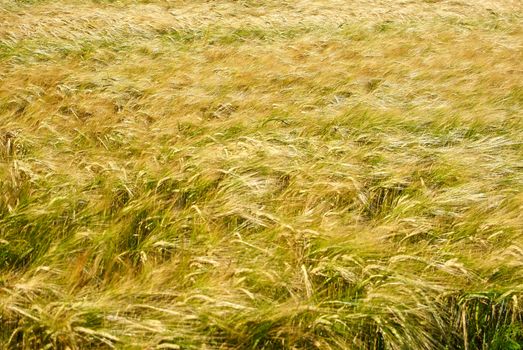 Wheat field perfect agriculture background image