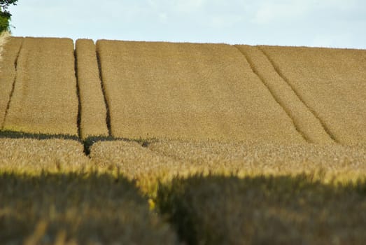 Wheat field perfect agriculture background image
