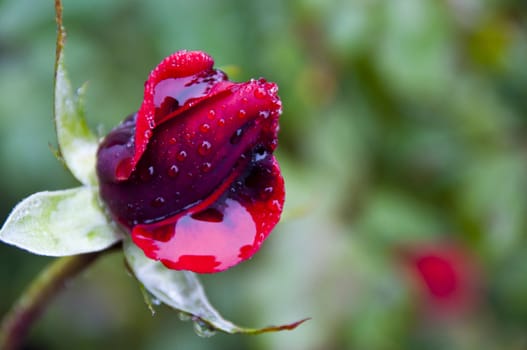Red rose wet with rain, filled with water inside