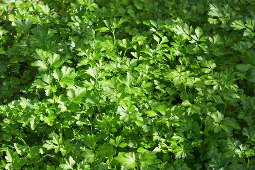 fresh parsley in a biological crop