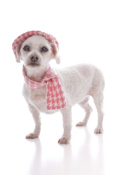 Pretty pet dog wearing a trendy pink houndstooth cap and matching scarf.  White background.