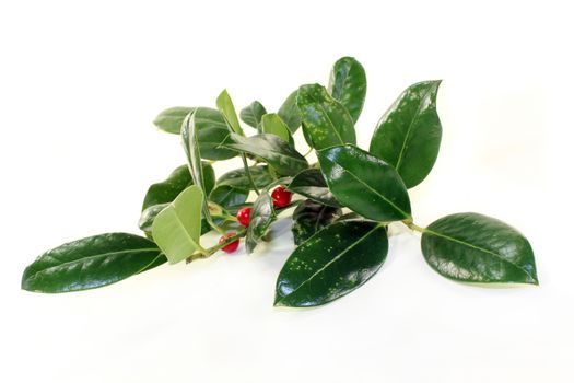 fresh green holly branches against white background