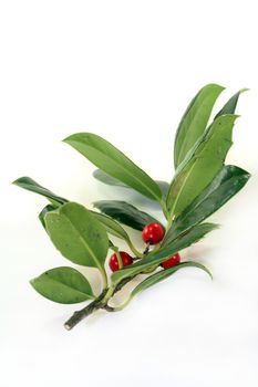 fresh green holly branches against white background