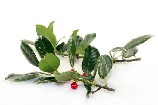 fresh green holly branches against white background