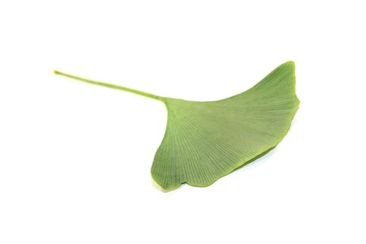 fresh Ginkgo leaf on a bright background